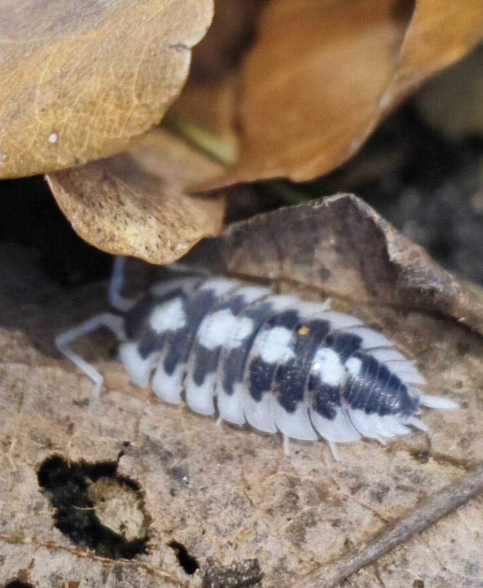porcellio succinctus black rib isopods