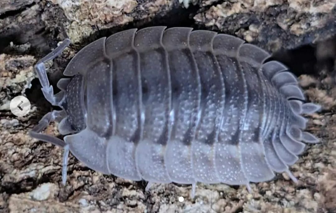 porcellio coros isopod