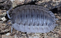 porcellio coros isopod