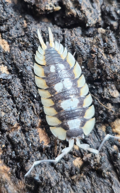 giant isopod for sale