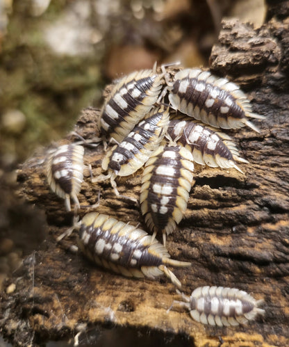 porcellio expansus orange