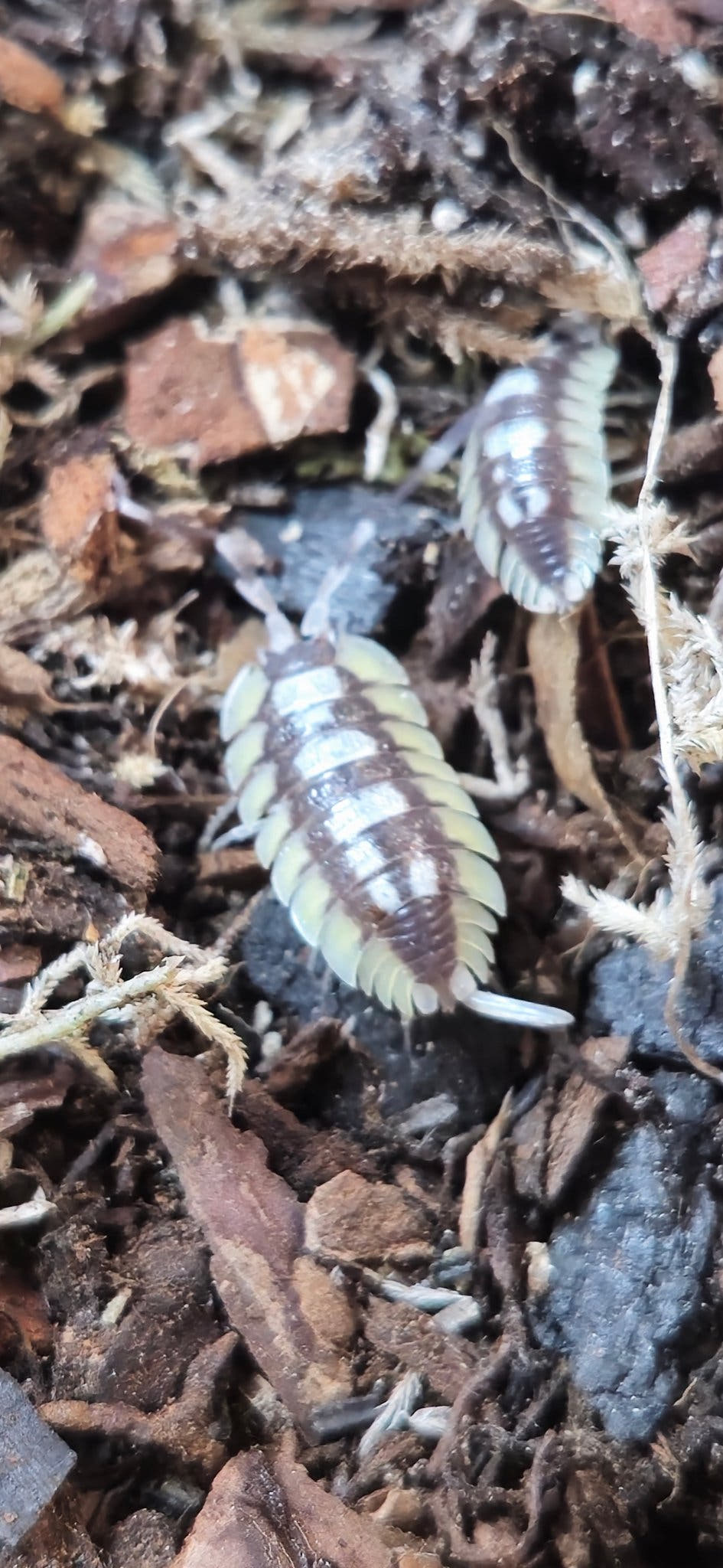 Expansus Orange Tortosa Isopods