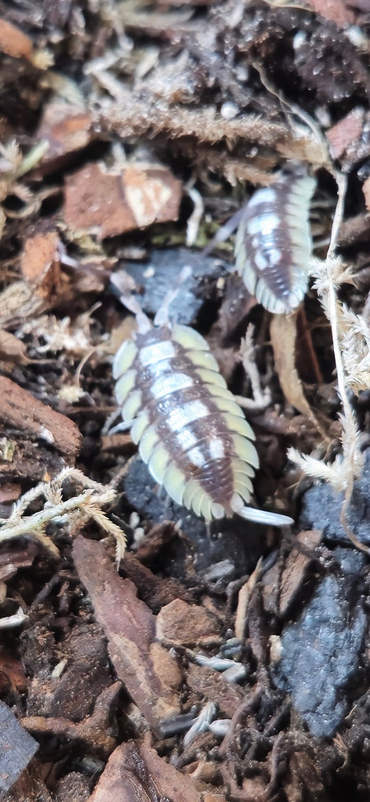 Expansus Orange Tortosa Isopods