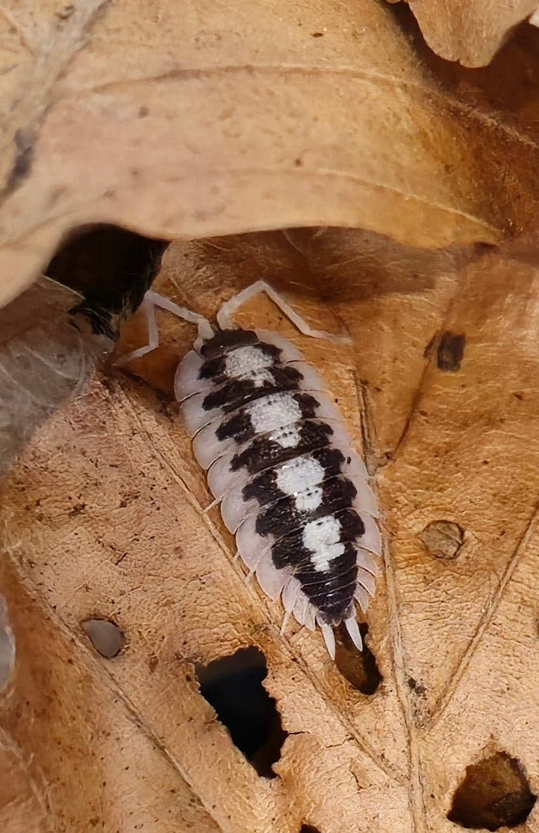 porcellio black rib isopods