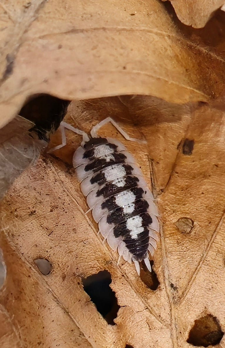 porcellio black rib isopods