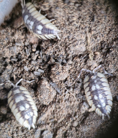 porcellio la senia isopod