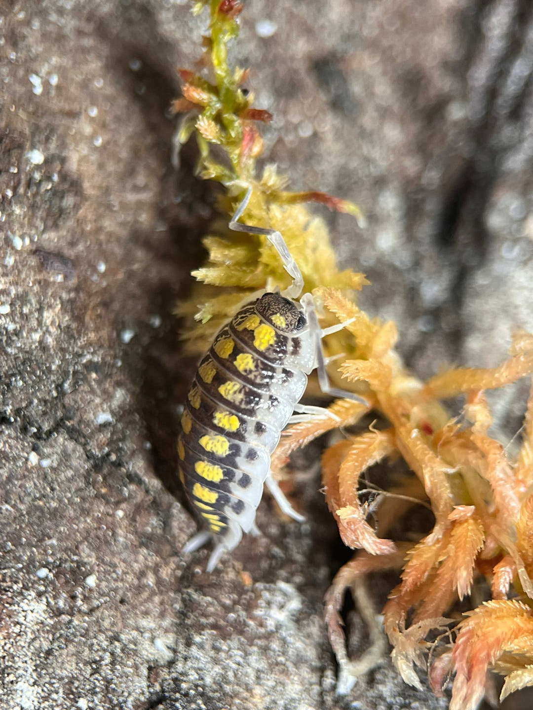 isopod for sale