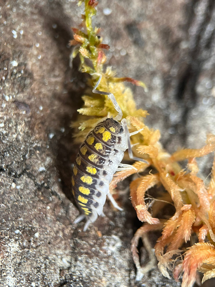 isopod for sale
