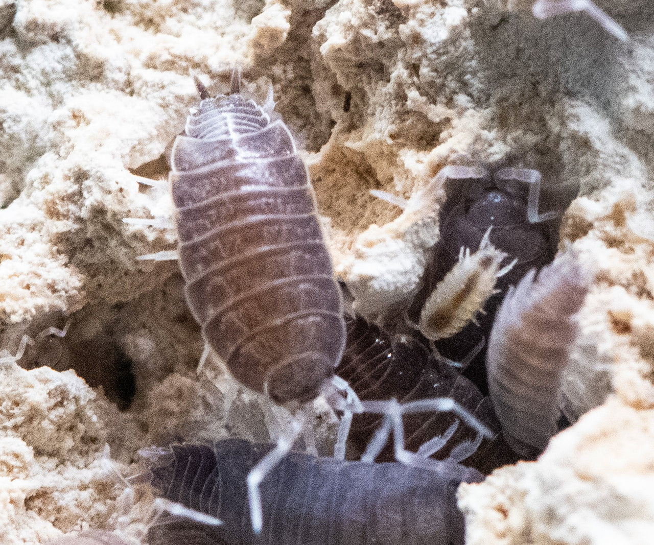 Powder Blue Isopods (Porcellionides Pruinosus)