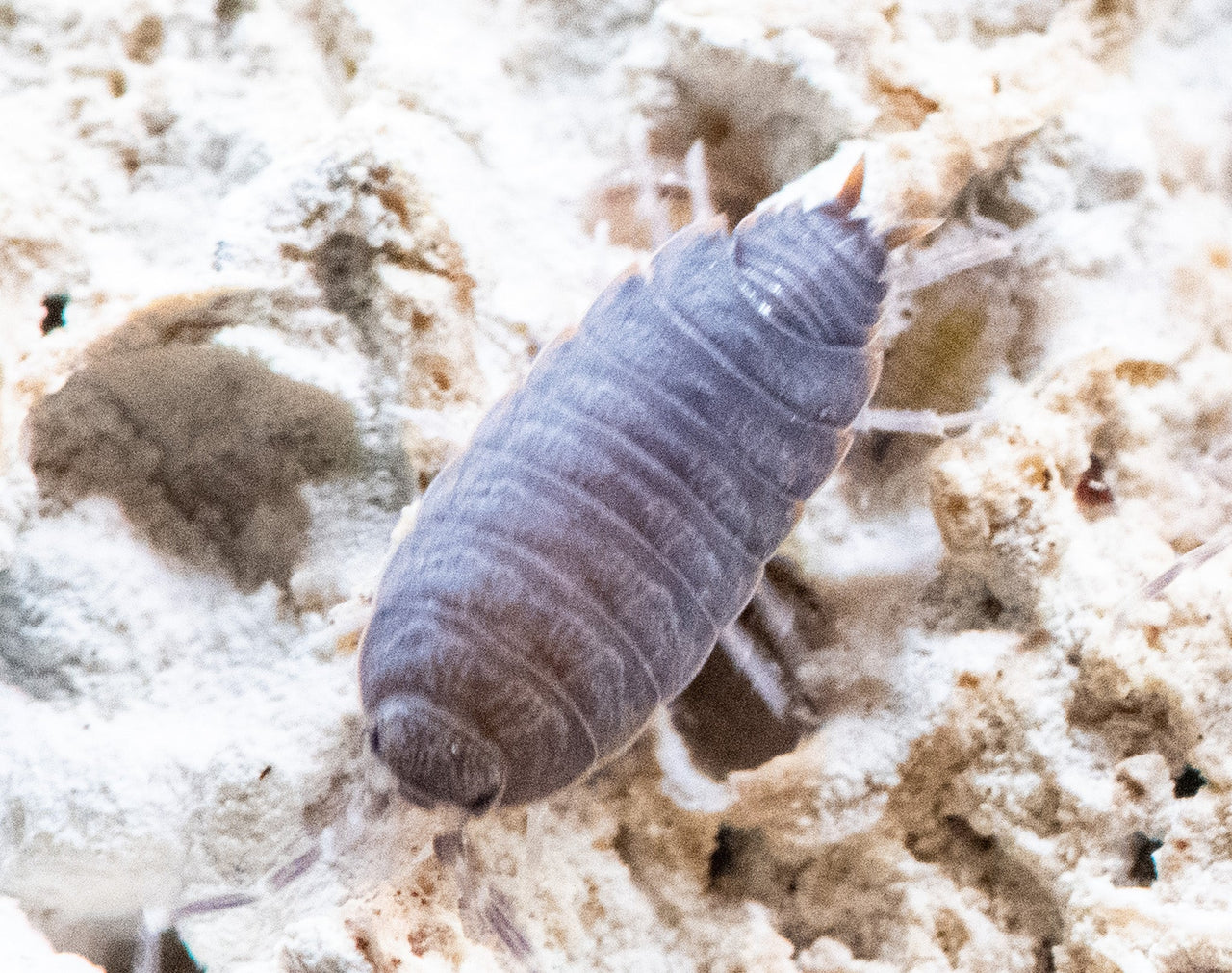Powder Blue Isopods (Porcellionides Pruinosus)