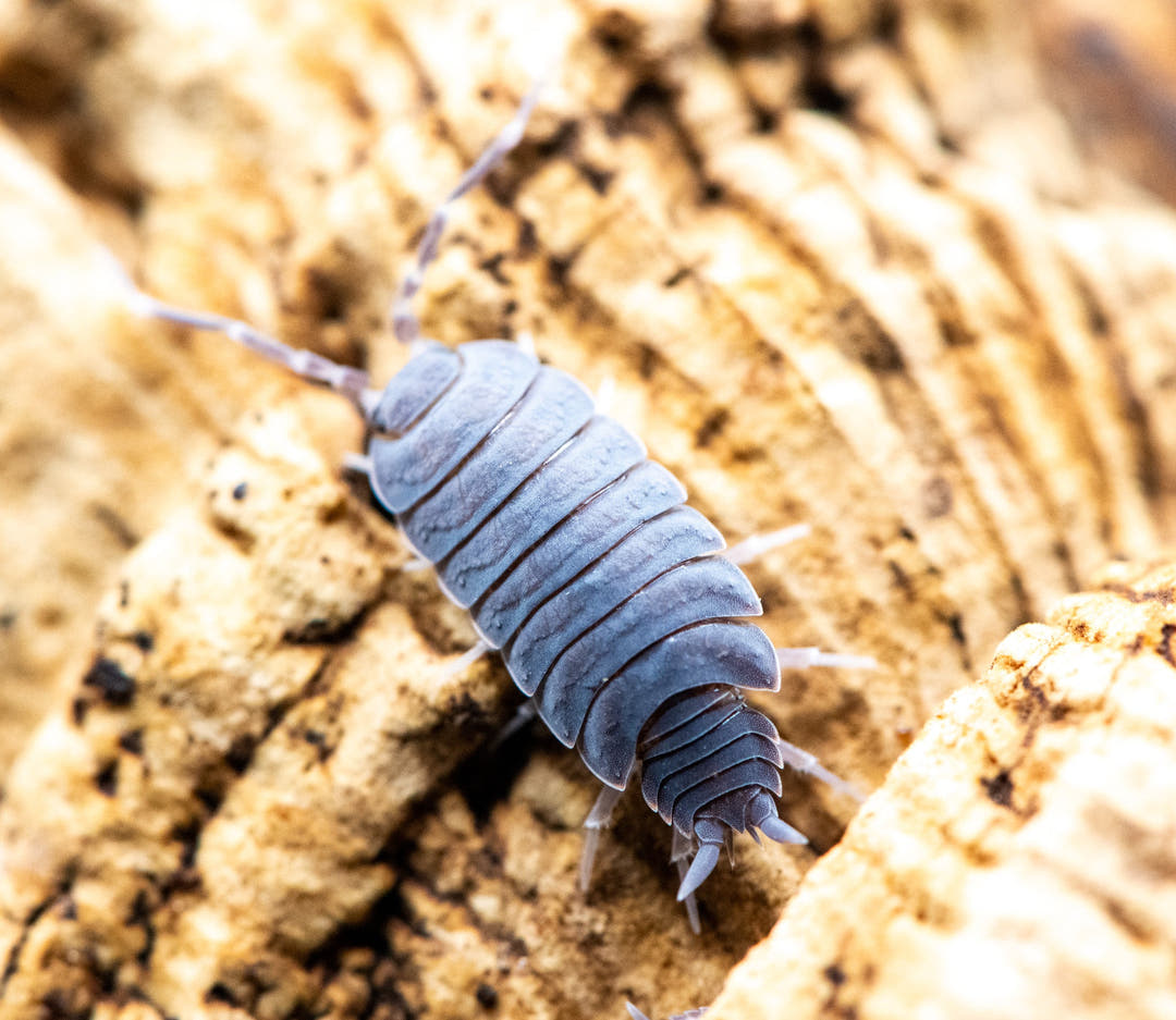 Powder Blue Isopods (Porcellionides Pruinosus)
