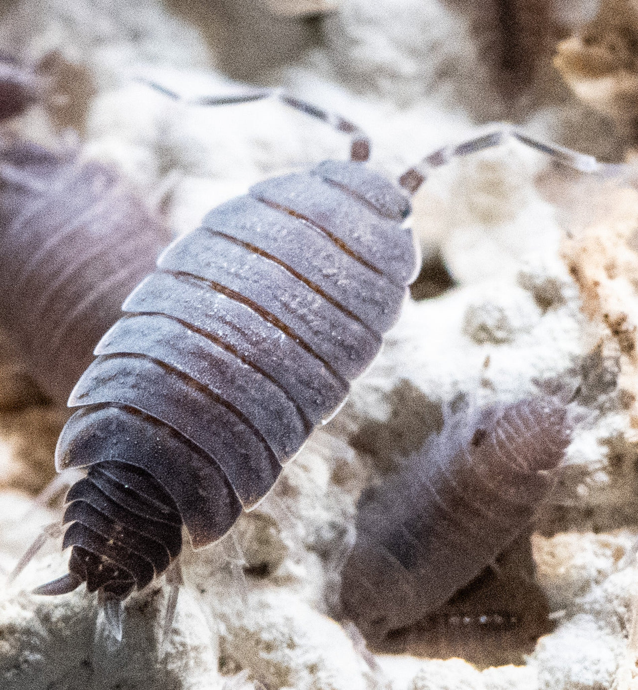 Powder Blue Isopods (Porcellionides Pruinosus)