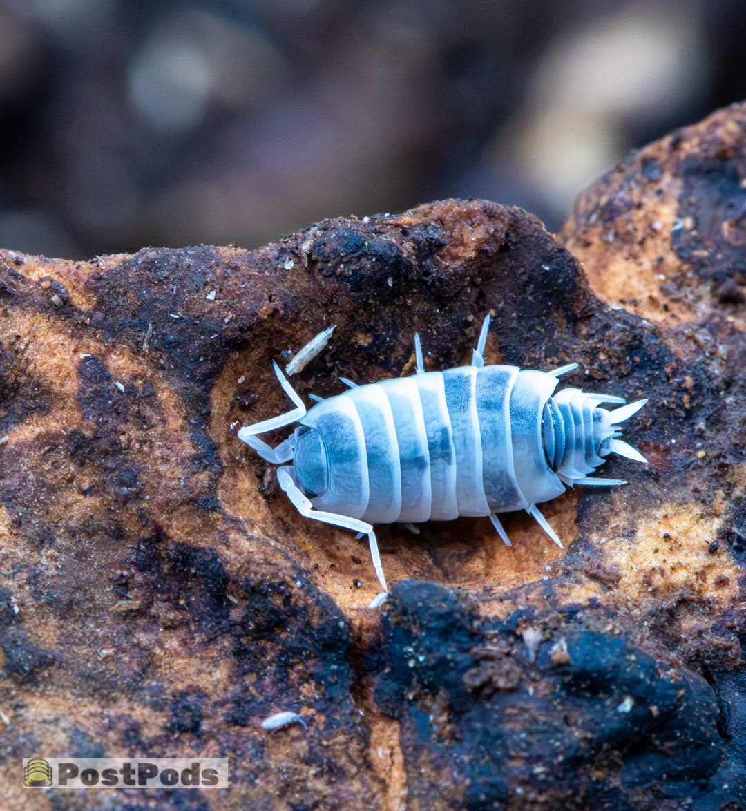 A close-up shot of a pale bluey grey and white wood-destroying beetle, also known as a roly-polly, resting on a textured, dark brown decaying log. A 'PostPods' watermark is visible in the bottom-left corner.