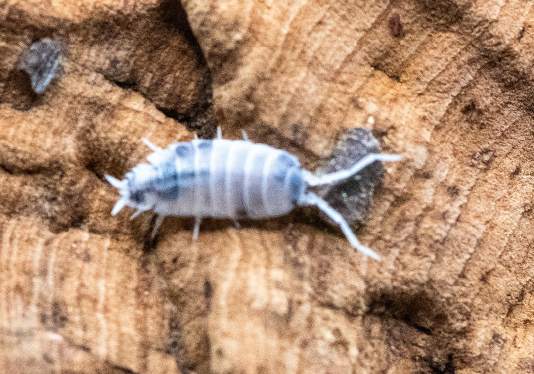 powder oreo isopod