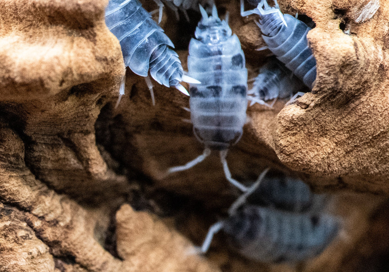 powder oreo isopods