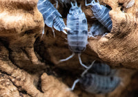 powder oreo isopods