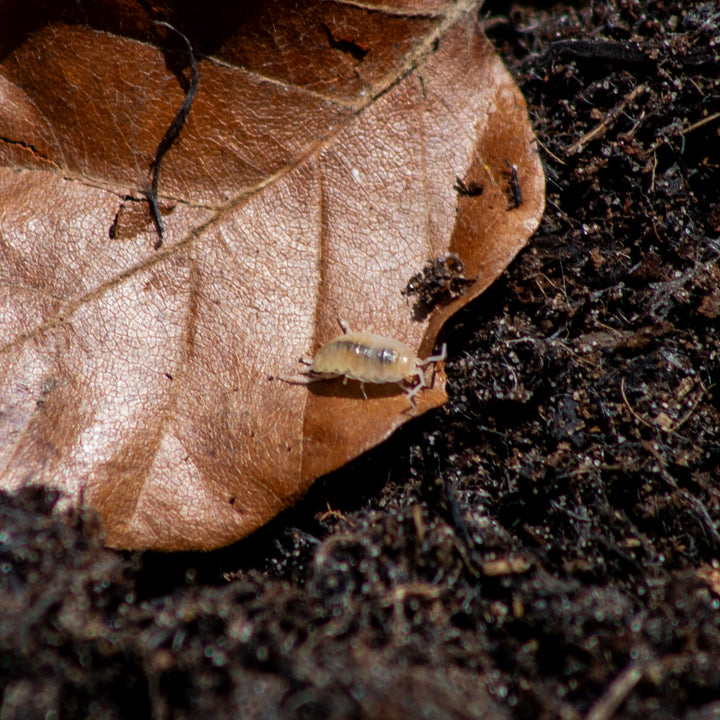 A Powder White isopod at the edge of a dried brown leaf above dark substrate.