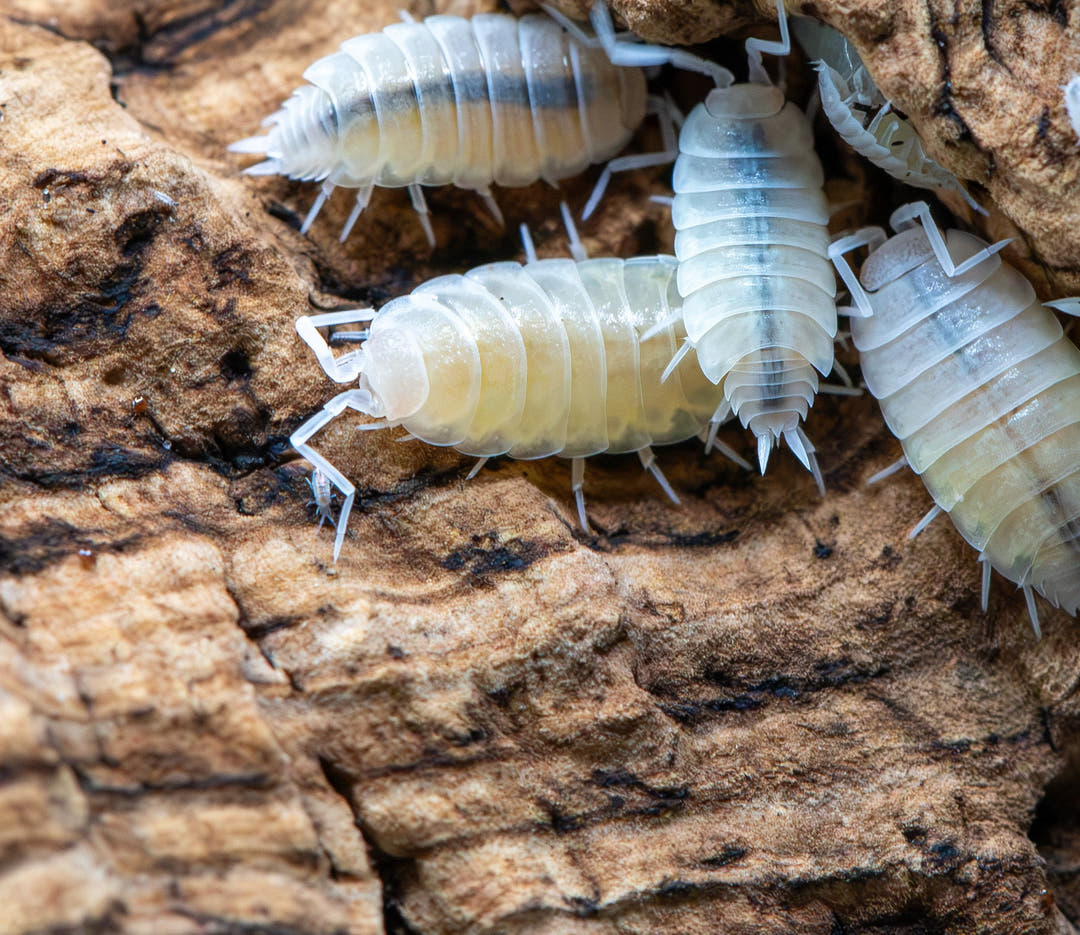 Powder White Isopods (Porcellionides Pruinosus)