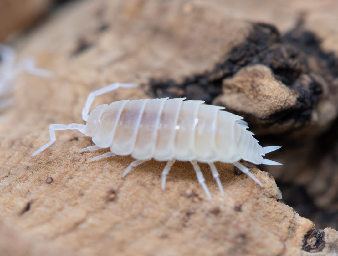powder white isopod from the side, white body antenna and legs