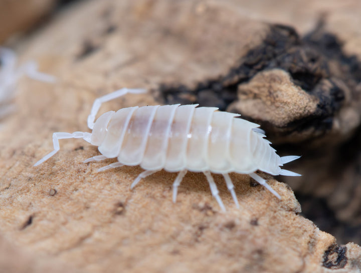 powder white isopod from the side, white body antenna and legs