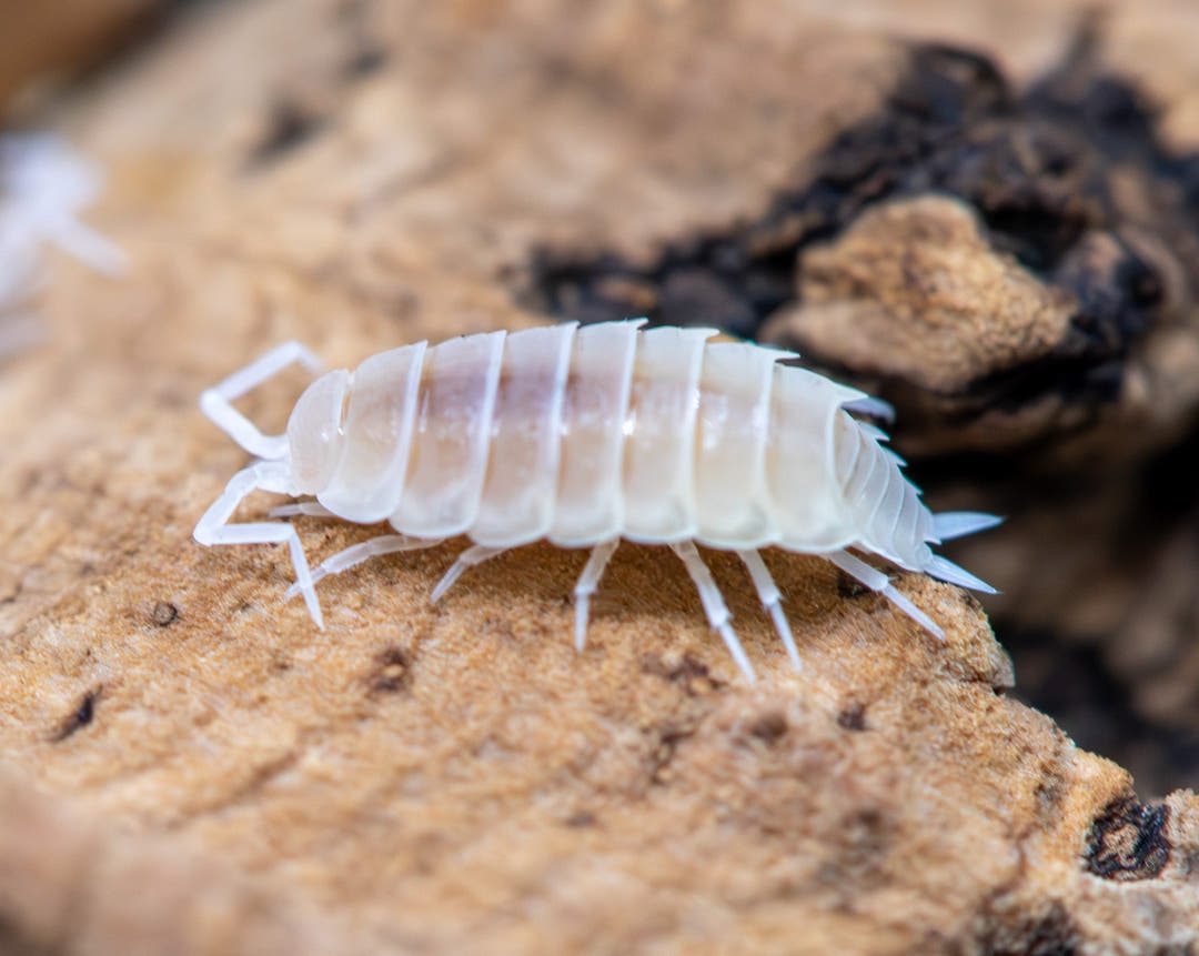 white long slender isopod with long antenna
