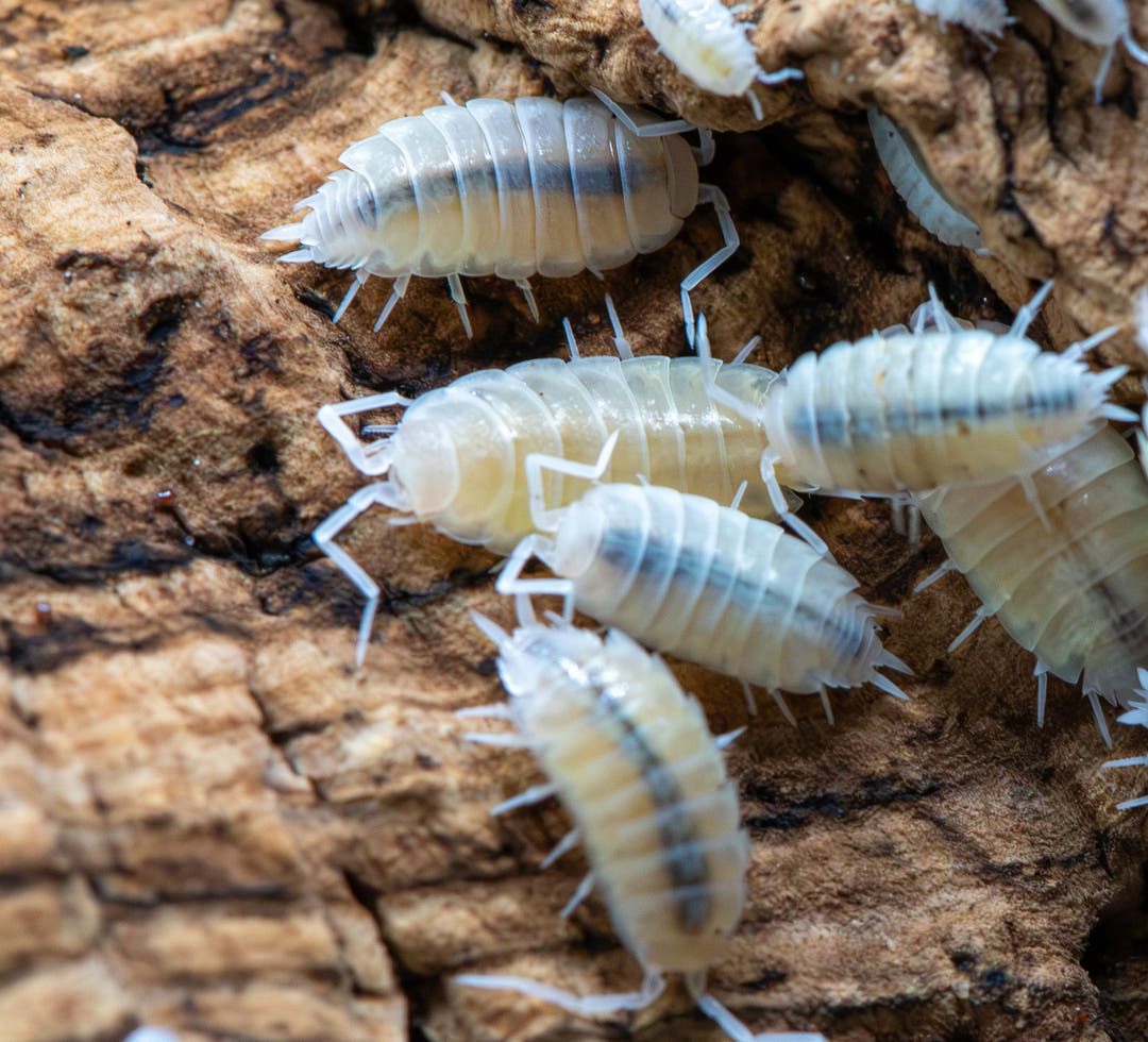 Powder White Isopods (Porcellionides Pruinosus)