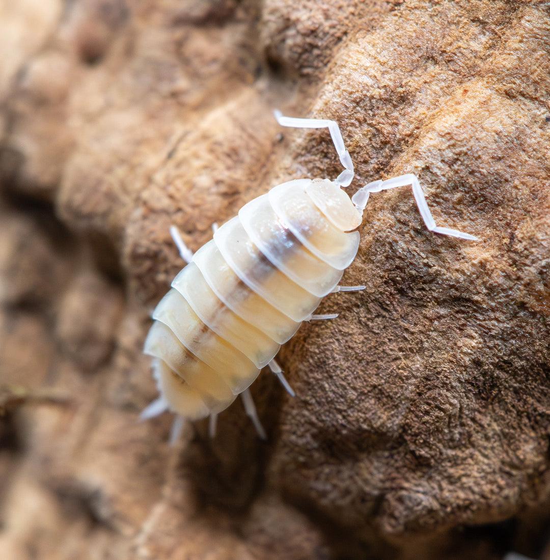 fully whitey cream bug with blight black spine
