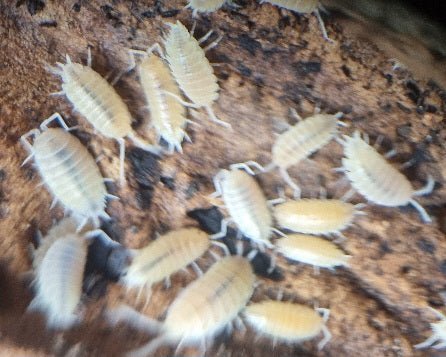 isopods for sale