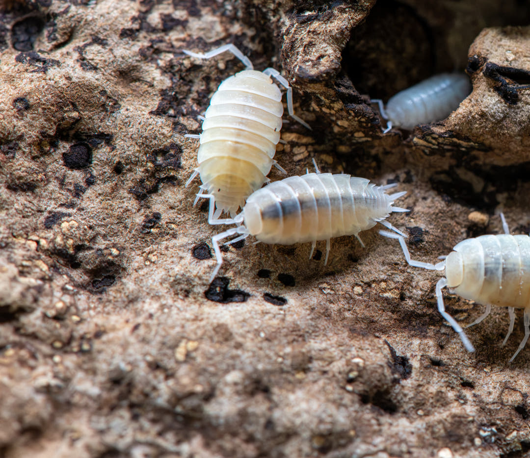 Powder White isopod, Porcellionides pruinosus, a ghostly white to pale grey animal under a fine bloom