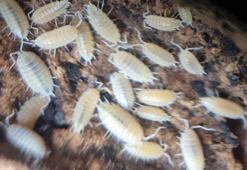 isopods for sale uk