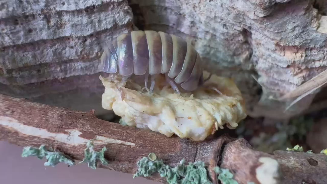 bumblebee isopod eating kinshi mushroom