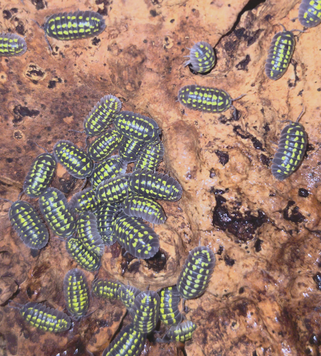 High Yellow Spotted Giant Isopods (Armadillidium Gestroi)