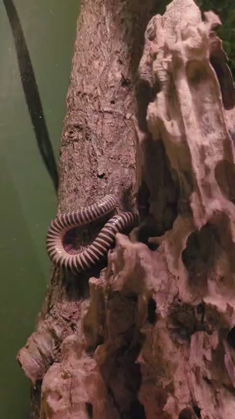 Video of Ivory Millipedes, Chicobolus spinigerus