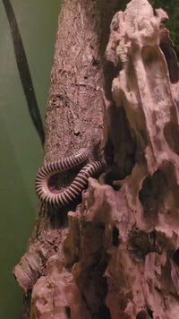 Ivory Millipede (Chicobolus spinigerus)