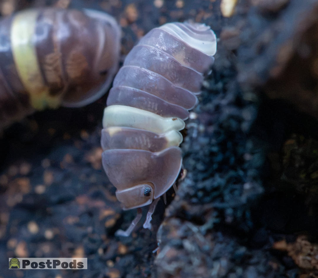 R13 Ducky Isopods (Cubaris sp.)