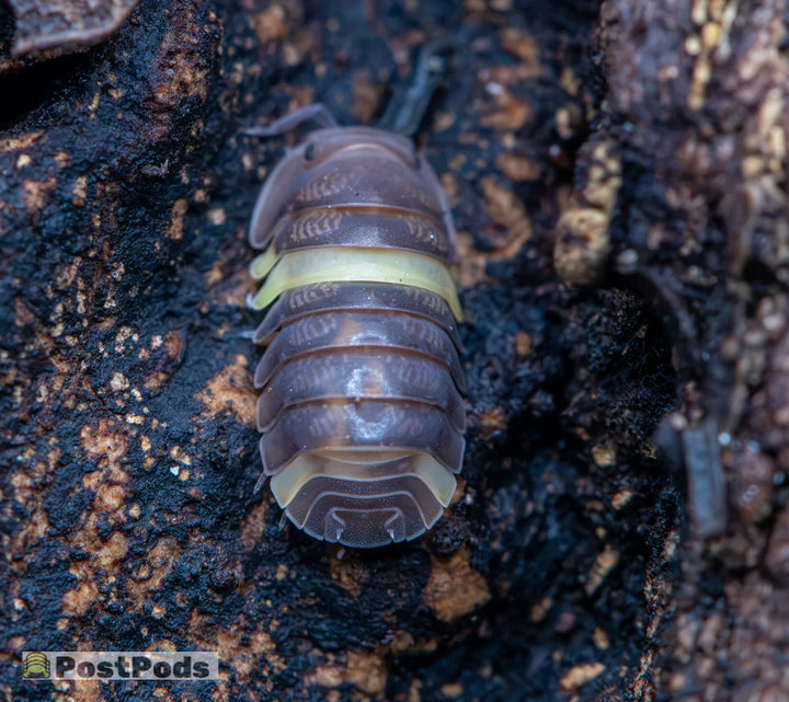 R13 Ducky Isopods (Cubaris sp.)