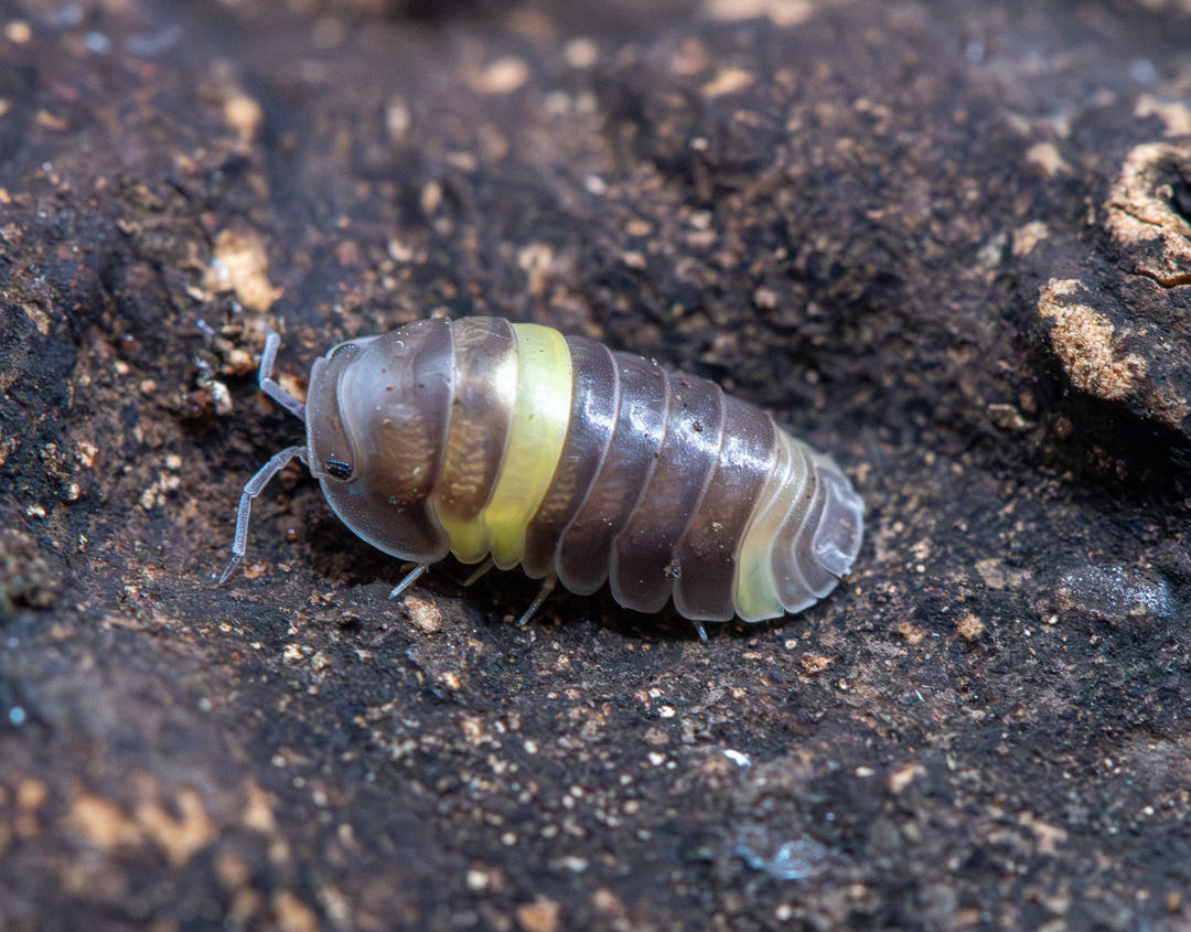 Multicolored isopod on a dark surface