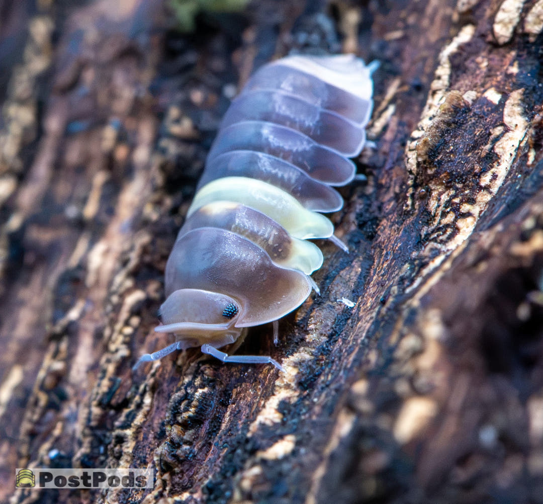 R13 Ducky Isopods (Cubaris sp.)