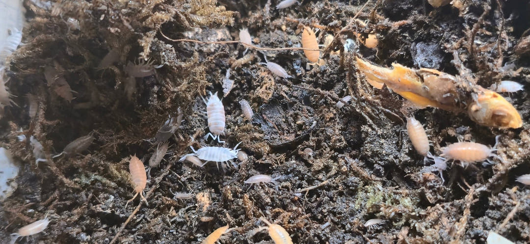 Rainbow Mix Powdered isopods (Porcellionides Pruinosus)