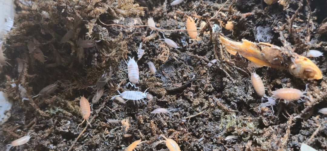Rainbow Mix Powdered isopods (Porcellionides Pruinosus) - Isopods For Sale UK | PostPods