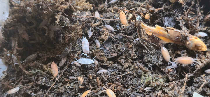 Rainbow Mix Powdered isopods (Porcellionides Pruinosus) - Isopods For Sale UK | PostPods