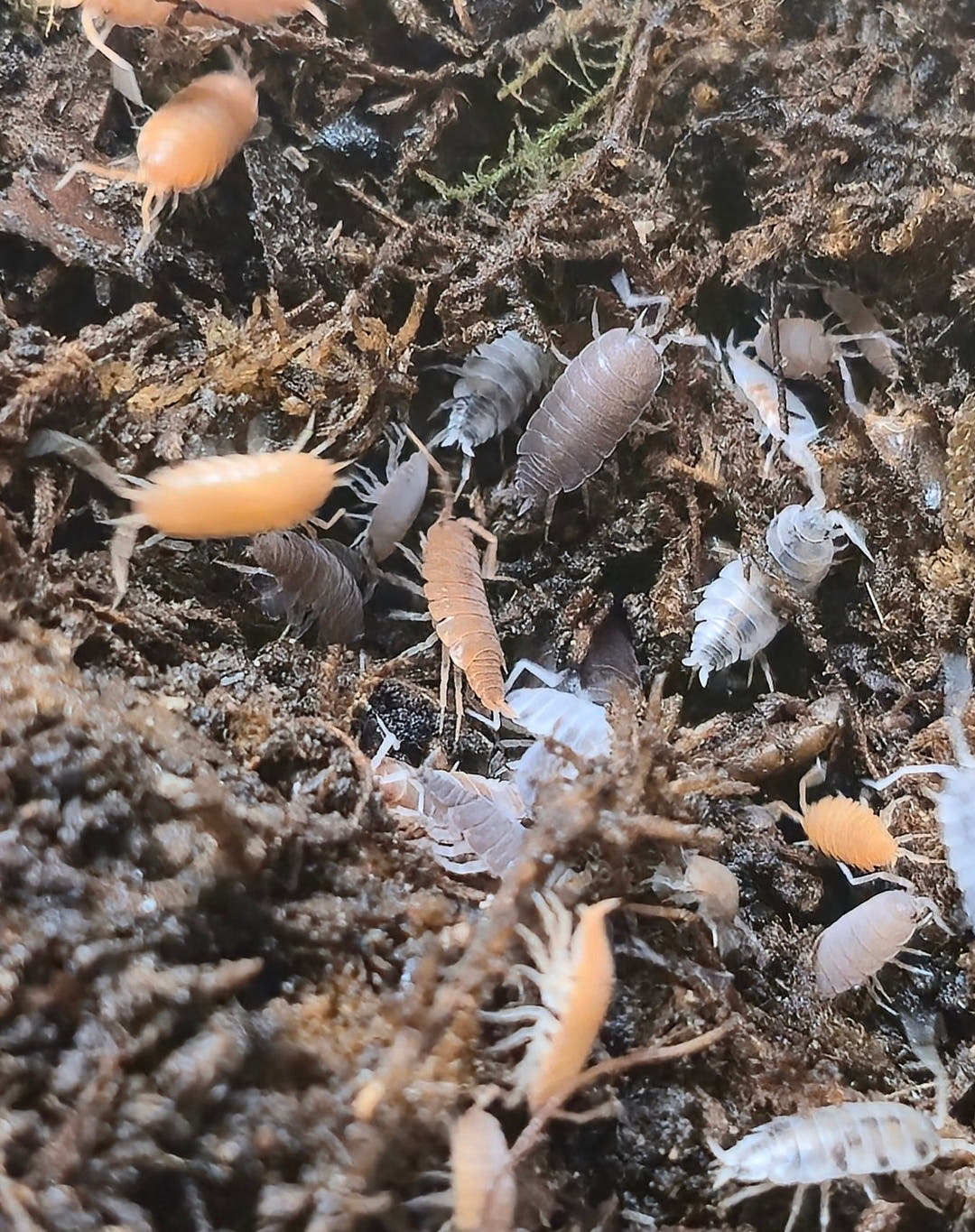 Rainbow Mix Powdered isopods (Porcellionides Pruinosus)