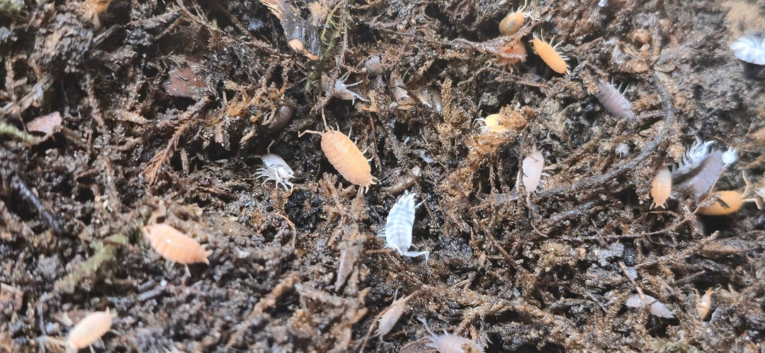 Rainbow Mix Powdered isopods (Porcellionides Pruinosus)