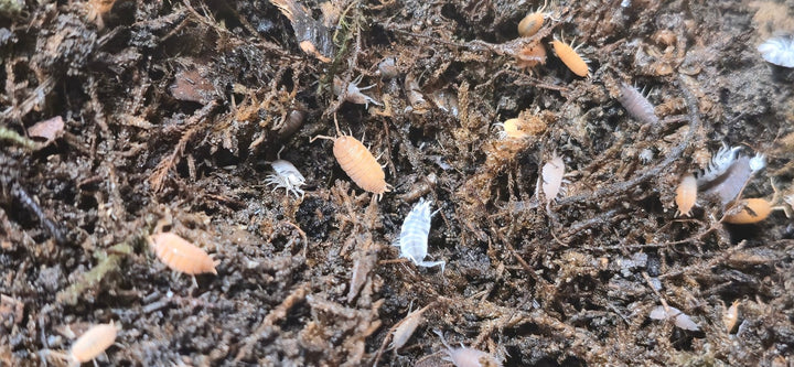 Rainbow Mix Powdered isopods (Porcellionides Pruinosus) - Isopods For Sale UK | PostPods