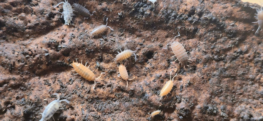 Rainbow Mix Powdered isopods (Porcellionides Pruinosus)
