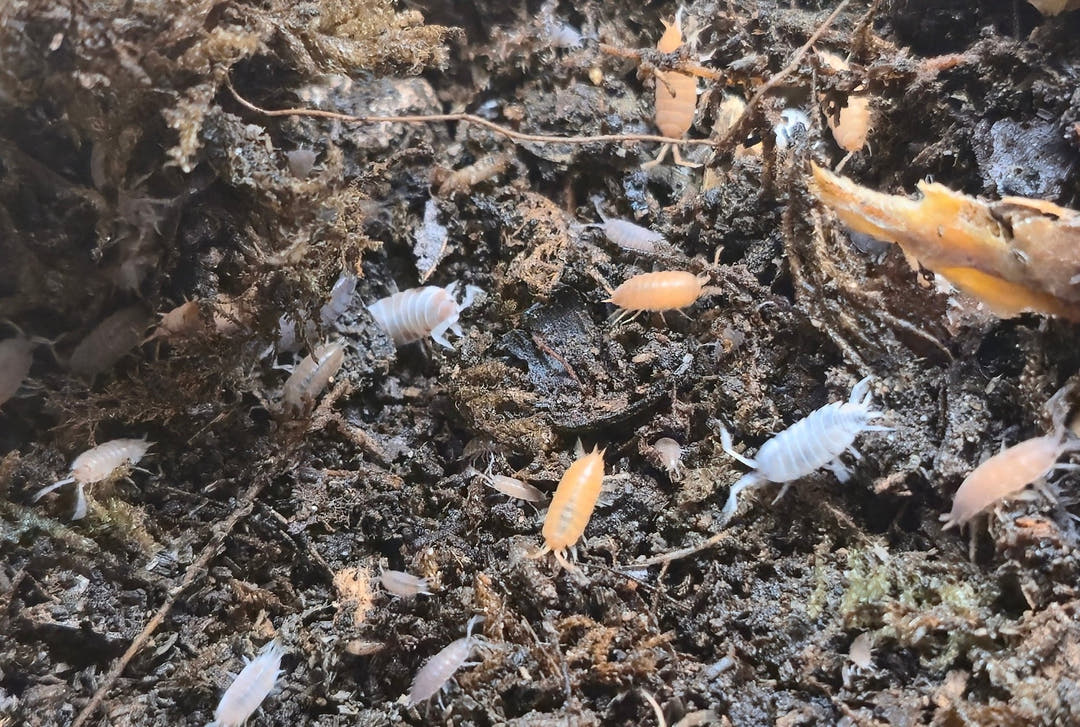 Rainbow Mix Powdered isopods (Porcellionides Pruinosus)
