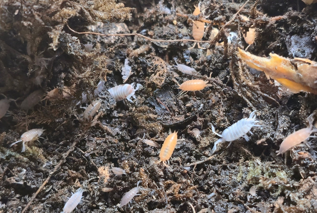 Rainbow Mix Powdered isopods (Porcellionides Pruinosus) - Isopods For Sale UK | PostPods