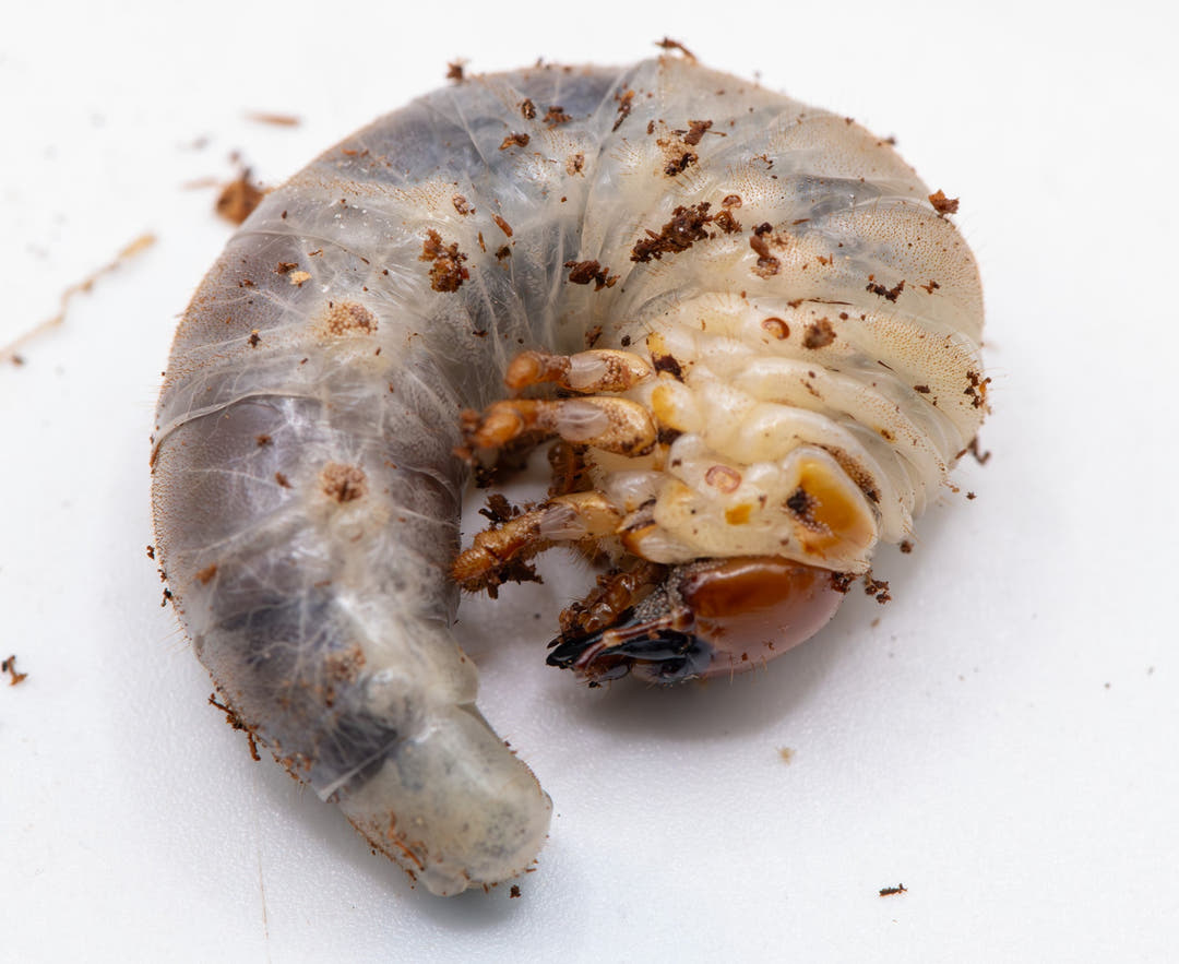 Close-up of a l2 larvae grub on a white background