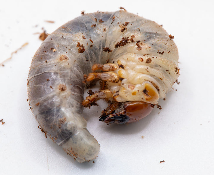 Close-up of a l2 larvae grub on a white background