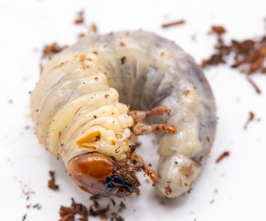 Close-up of a grub worm on a white background
